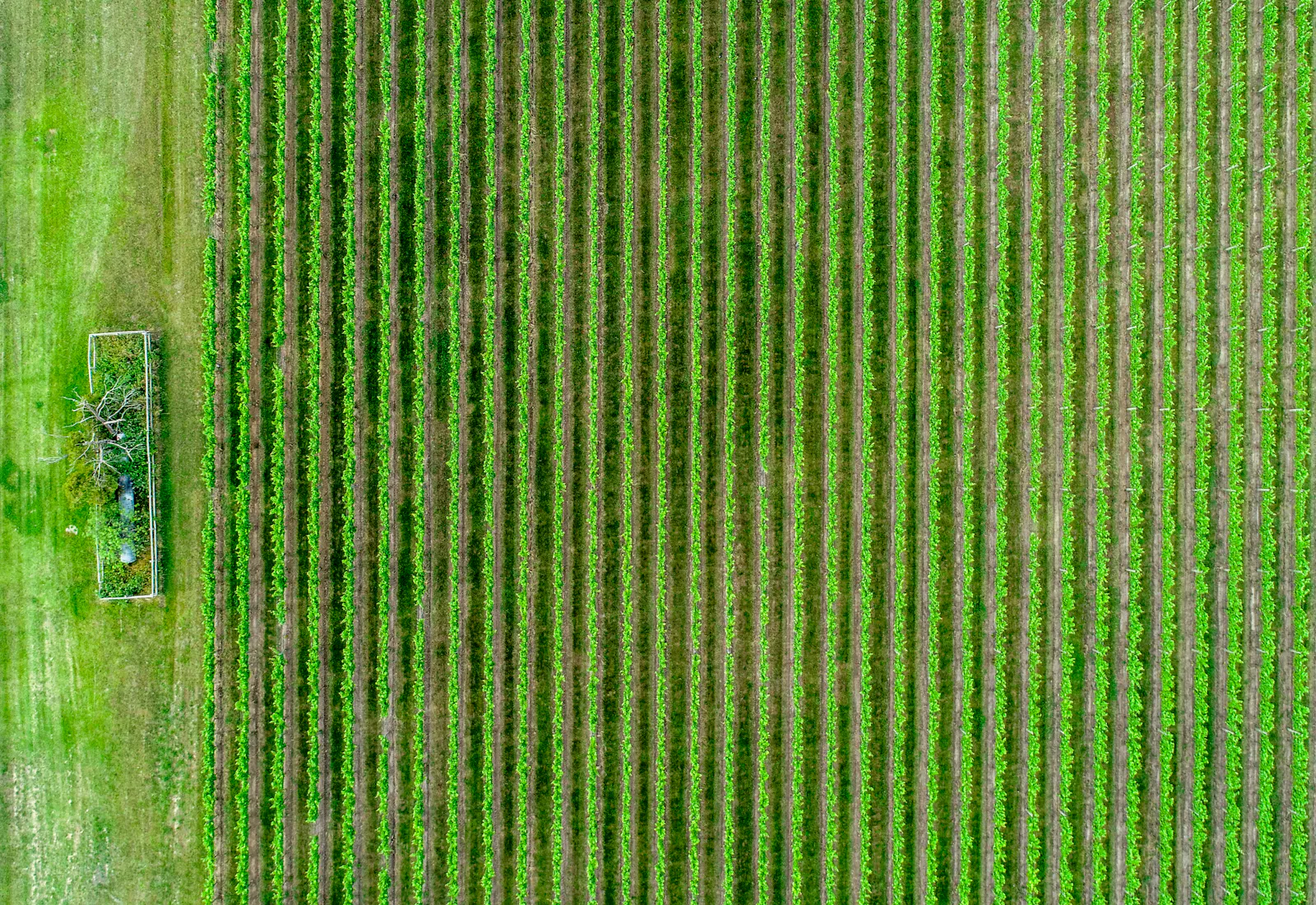 A patchwork of green fields seen from above